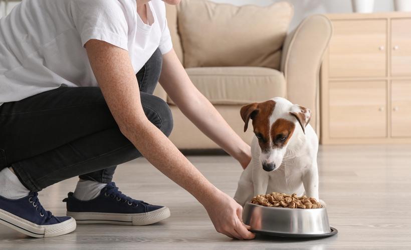 What to Expect During Your First Pet Sitting Booking
